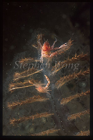 Crab, Pea Crab 04 feeding from sea pen