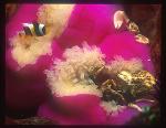 Crab, Poreclain Crab 05, anemonefish & shrimp (middle tiny)