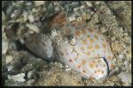 Crab, Shame-faced Crab 01