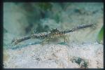 Crab, Spider Crab 04, unidentified
