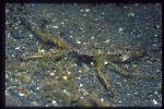 Crab, Spider Crab 11, Be-Chi Kani