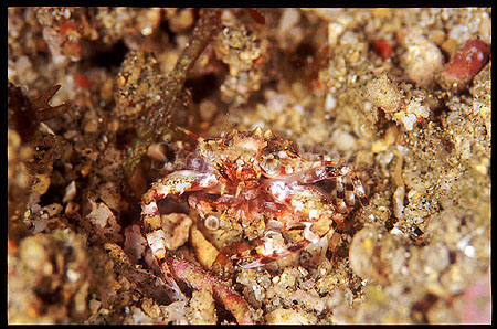 Crab, Swimmer Crab 03 1cm pair mating (belly to belly)