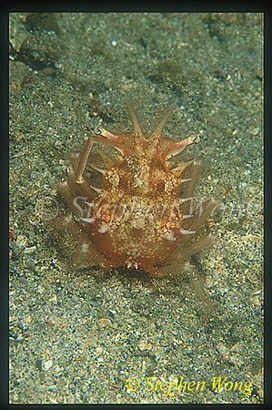 Crab, Thornback Decorated Crab 01, possibly new species