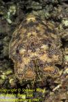Lobster, Sculptured Slipper Lobster 01t Parribacus antarcticus, RA0607 Stephen WONG 010109