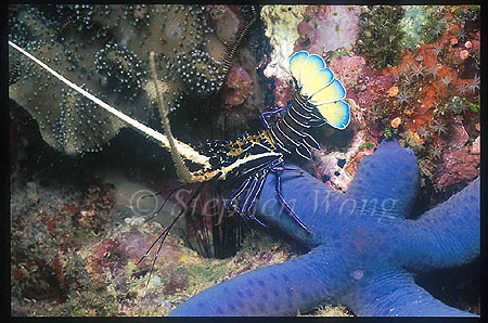 Lobster, Spiny Lobster baby 01, Panulirus versicolor