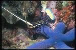 Lobster, Spiny Lobster baby 01, Panulirus versicolor