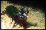 Mantis Shrimp, Odontodactylus 04 scyllarus