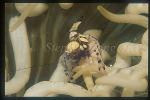 Shrimp, Anemone Shrimp 06