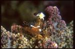 Shrimp, Anemone Shrimp 12