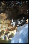 Shrimp, Anemone Shrimp 13