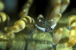 Shrimp, Anemone Shrimp 15 030106