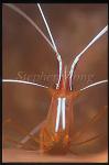 Shrimp, Cleaner 02, Lysmata amboinensis