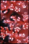 Shrimp, Commensal 02, Periclimenes, on Soft Coral