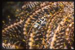 Shrimp, Commensal Shrimp 10, on crinoid