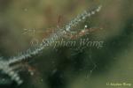 Shrimp, Commensal Shrimp 18, P.psamathe 080103