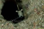 Shrimp, Commensal Shrimp 23 P.tenuipes 080103