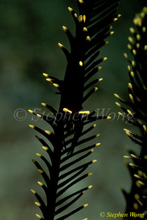 Shrimp, Commensal Shrimp 24 on crinoid 080103