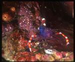 Shrimp, Coral Banded (purple) 01 Stenopus tenuirostris