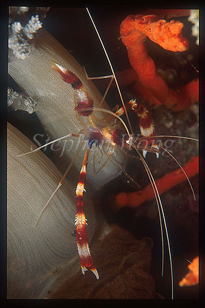 Shrimp, Coral Banded (red) 02