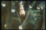 Shrimp, Egg Shell Shrimp 01, in Mushroom Coral