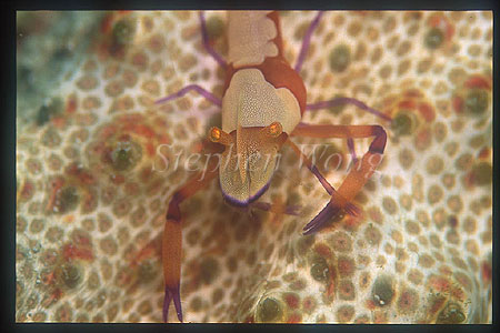 Shrimp, Emperor Shrimp 01, on sea cucumber