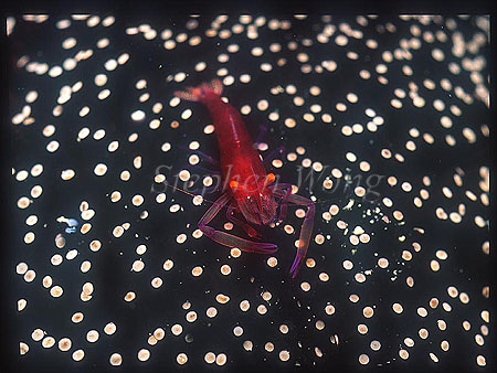 Shrimp, Emperor Shrimp 02, on sea cucumber