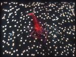 Shrimp, Emperor Shrimp 02, on sea cucumber