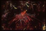 Shrimp, Hinge-beaked Shrimp 01