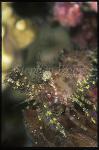 Shrimp, Olivia Saron Shrimp 02