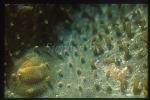 Shrimp, Pontonide Shrimp 01 on coralimorpharian