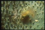 Shrimp, Pontonide Shrimp 02 on coralimorpharian