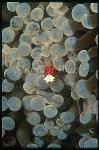 Shrimp, Pop Corn Shrimp 01, Periclimenes kororensis