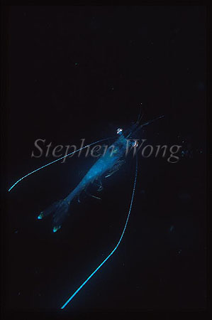 Shrimp, Prawn 02