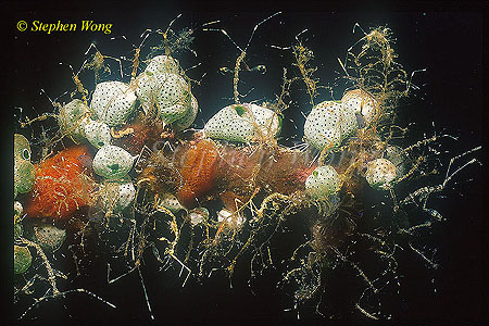 Skeleton Shrimp, 02