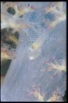 Snapping Shrimp, Synalpheus carinatus 01