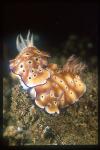 Nudibranch, Chromodoris leopardus 01pairing