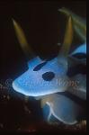 Nudibranch, Chromodoris lochi 01, head