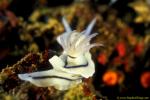 Nudibranch, Chromodoris lochi 02, gill aspect 090106