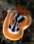 Nudibranch, Chromodoris magnifica, 02 080203