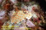 Nudibranch, Chromodoris ringed 01t Bur0207 Stephen WONG 010109