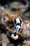 Nudibranch, Chromodoris strigata 01 080203