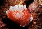 Nudibranch, Chromodoris tinctoria, Red-netted 01