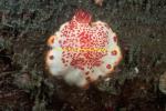 Nudibranch, Chromodoris unidentified 02 0705