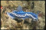 Nudibranch, Chromodoris willani 01