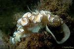 Nudibranch, Glossodoris atromarginata, Black-margined 02 080203, eggs