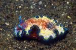 Nudibranch, Glossodoris cincta 02, Girdled