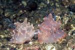 Nudibranch, Halgerda malesso 01 mating