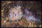 Nudibranch, Halgerda sp 01, GBR Halgerda