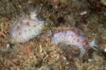 Nudibranch, Halgerda sp 02, GBR Halgerda may be, 0705