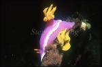 Nudibranch, Hypselodoris sp 01, Royal, laying eggs